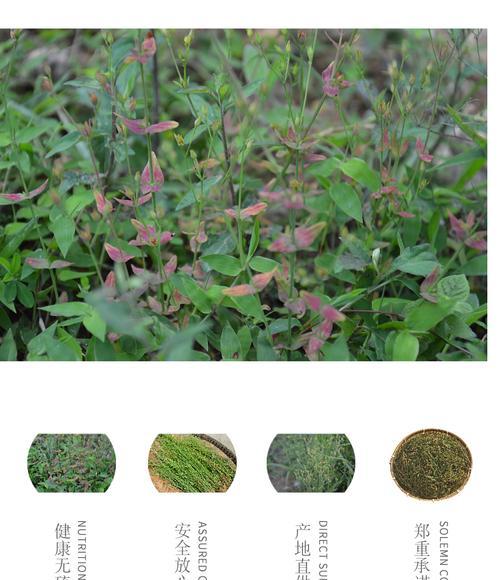 皇竹草种子种植指南（从选种到收获）