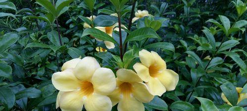 如何成功养殖黄蝉花（黄蝉花养护方法和注意事项）