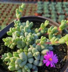 碧玉会开花吗（探究碧玉开花的奥秘）