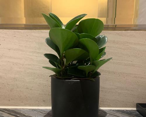 小家碧玉的种植方式选择——水培还是土培（探讨小家碧玉的两种种植方式优缺点）