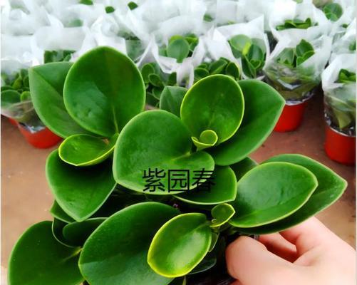 碧玉的耐寒性能及使用条件（探究碧玉在极寒环境下的适用性能及温度范围）