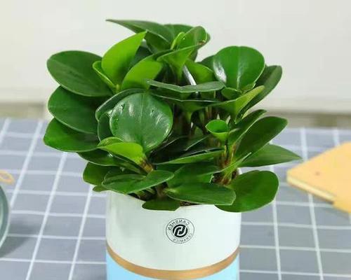 碧玉移盆后的浇水注意事项（碧玉移盆后怎样浇水）