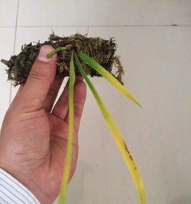 变异兰草的生长环境与特征（探究变异兰草的生命力及适应性）