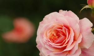 花语传情——爱的花（探究花语中的爱意）