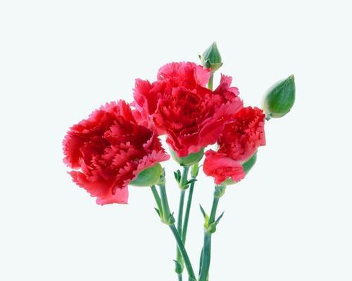 恭喜的花语大全——传递真挚祝福（了解这些花语）