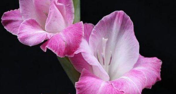 寓意吉祥的花——祈福花之美（探讨吉祥花卉文化的魅力与意义）