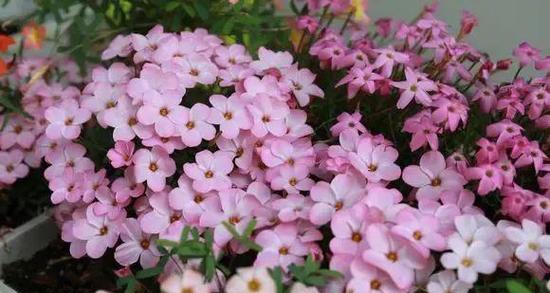 缅怀逝去的岁月——纪念的花花语（怀念过往）
