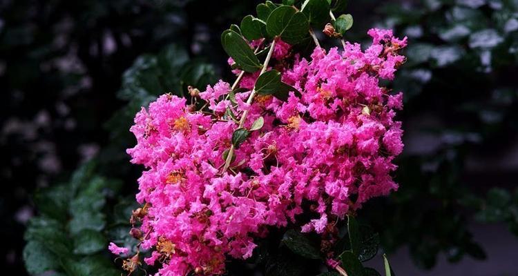 加油之花-花语代表加油的力量（以勇气为支撑）