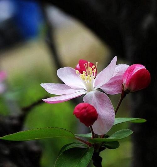 怀念故土的花朵（寄托思乡之情的花语）