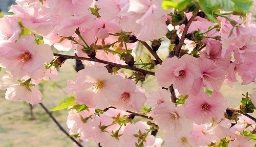 花语中的温柔之花（一路绽放）