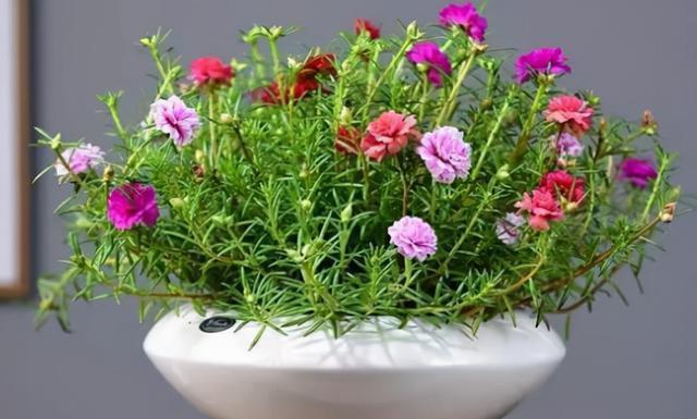 爱在花语中绽放——喜欢的花（以花语诉说心愿）