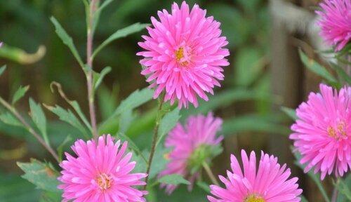 友情的花——花语传递真挚情感（以花表情谱写友谊篇章）