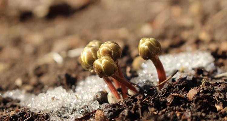 冰凌花生长的条件和生长地点（探寻冰凌花生的成长奥秘）