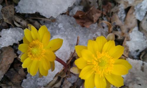冰凌花有毒吗（室内养护冰凌花注意事项大揭秘）