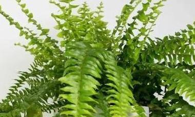 波士顿蕨的养护指南（打造健康美丽的室内植物环境）