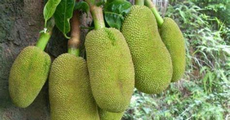 菠萝蜜树施肥的最佳方法（什么肥料最适合菠萝蜜树）