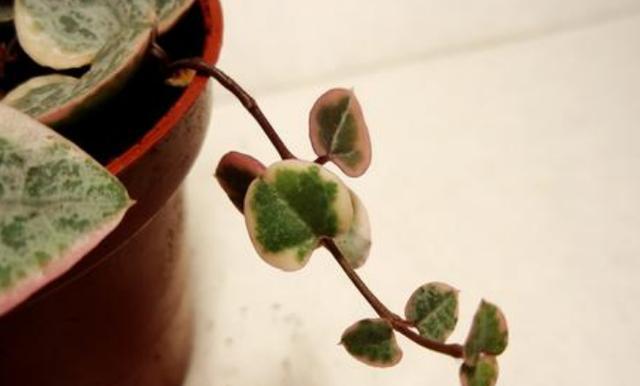 爱情花园中的美丽之植（探寻植物与爱情间的奇妙联系）