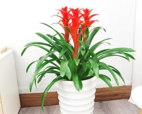 吉祥之源（以植物之美传递吉祥与好运）