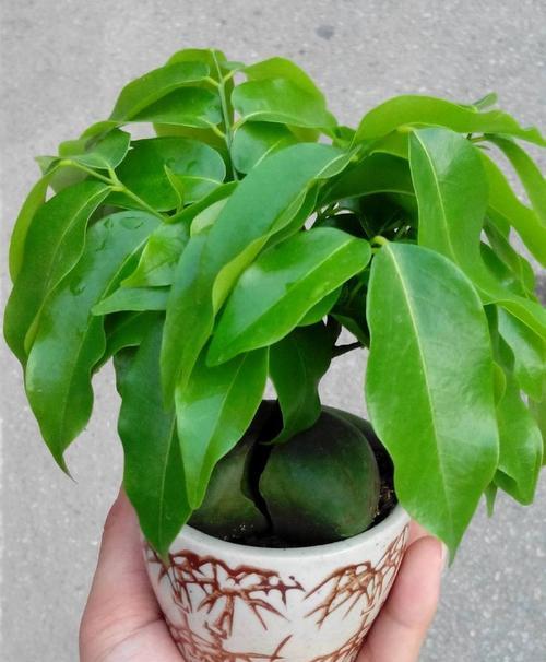 招财神植物（聚宝盆里的“金”钱树）