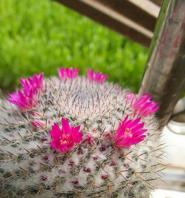 仙人掌花语（探寻仙人掌背后的花语世界）