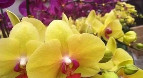 香堇花（揭秘香堇花的花语与寓意）