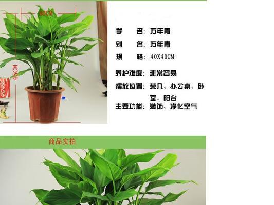 银皇后万年青花语（探寻银皇后万年青的神秘魅力与生命哲学）