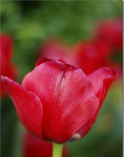 郁金香粉色花语——爱的告白（郁金香粉色花语的浪漫与深情）