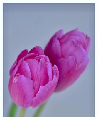 郁金香粉色花语深意——爱与温柔（揭秘郁金香粉色花语的浪漫背后）