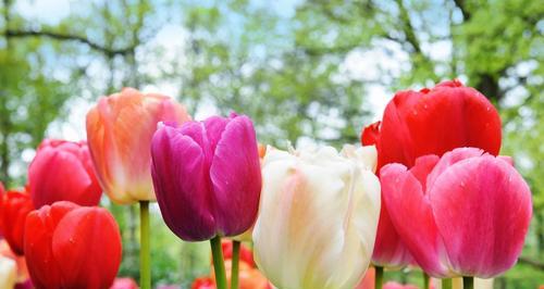 郁金香花语与寓意（探索郁金香传达的情感与意义）