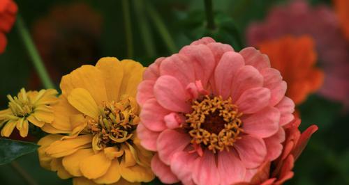 以重瓣菊花的花语与象征（探索多重含义）