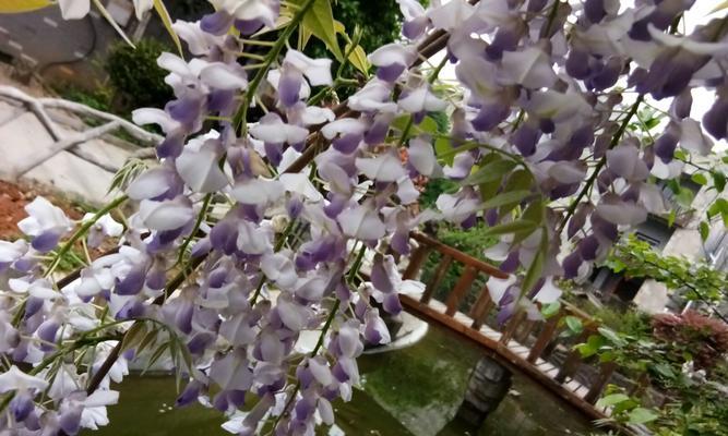 紫藤花（揭秘紫藤花的花语和香味之谜）