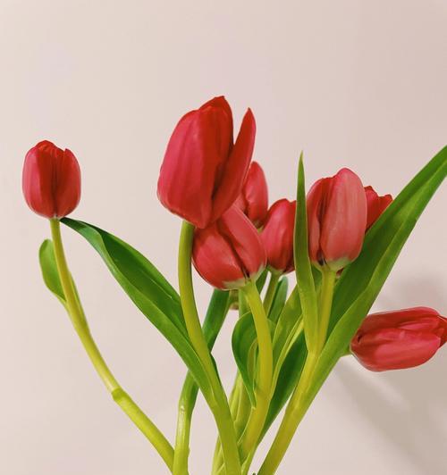 紫郁金香花语的深意（解读紫郁金香的花语语言）