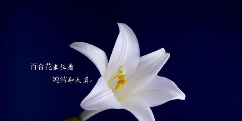 我最喜欢的花及其花语（探索美丽花朵背后的含义与情感）