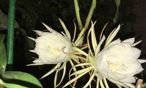 昙花（一朵含羞的花）