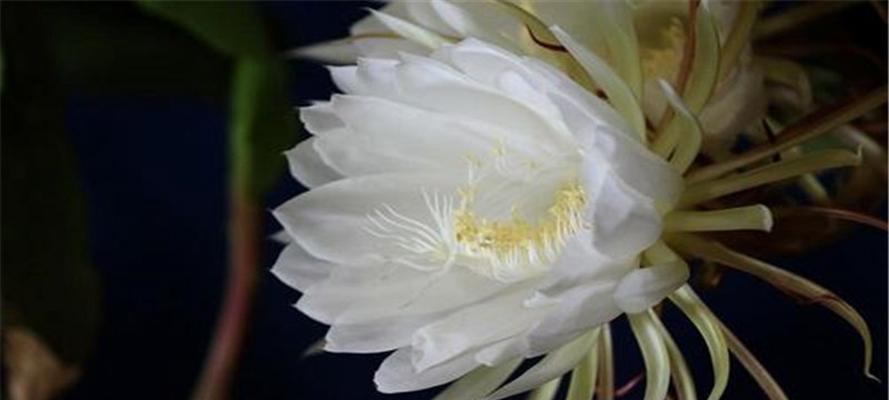 昙花开放的花语及其启示（生命的短暂美丽）