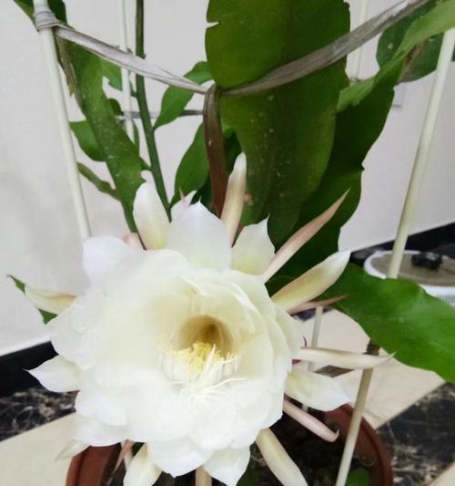 昙花什么意思花语大解密（探索昙花背后的深意）
