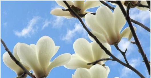 白兰花的寓意与花语（探索白兰花的深意）