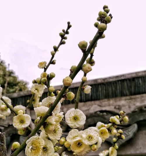 白梅花的花语与意义（揭示白梅花的美丽寓意与文化象征）