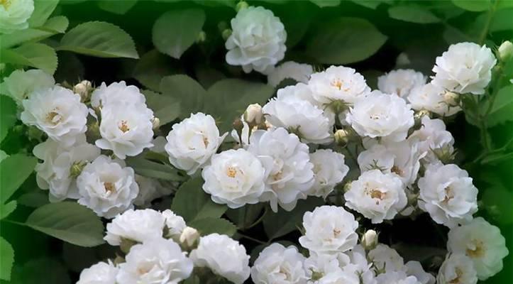 白色莲花的花语与象征意义（纯洁与启示的象征——白莲花）