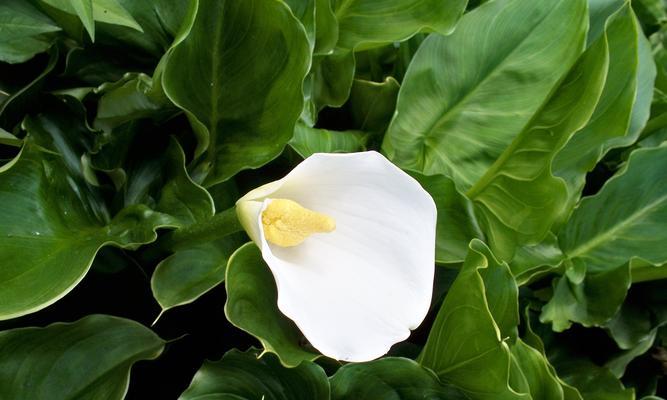 白色马蹄莲（花开如诗）