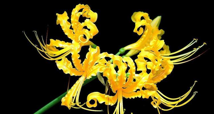 花草忽地笑，传说中的花语之谜（揭秘花草忽地笑的花语传说）