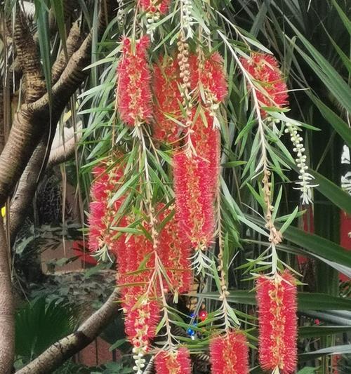 花千层花的象征意义（探索花千层花的深层含义及文化背景）