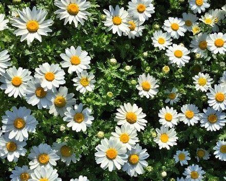 小邹菊的花语（传递希望和勇气的小邹菊）
