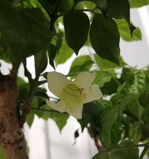 幸福树的花开，寓意幸福绽放（让幸福的种子在心中生根发芽——幸福树的开花寓意）