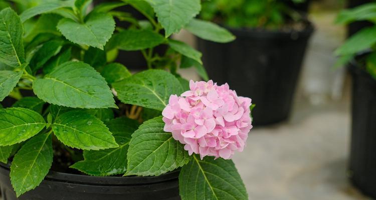 绣球花的花语与寓意（绣球花的美丽与象征）