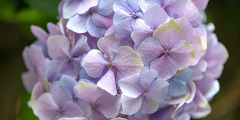 绣球花的寓意与象征（绣球花的花语和文化内涵）