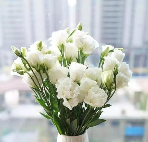 洋桔梗的象征意义与美丽诠释（花语中的纯洁与坚守）
