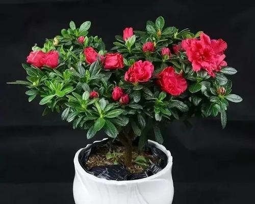 以养杜鹃花，感受生活的美好（杜鹃花寓意春天的到来）