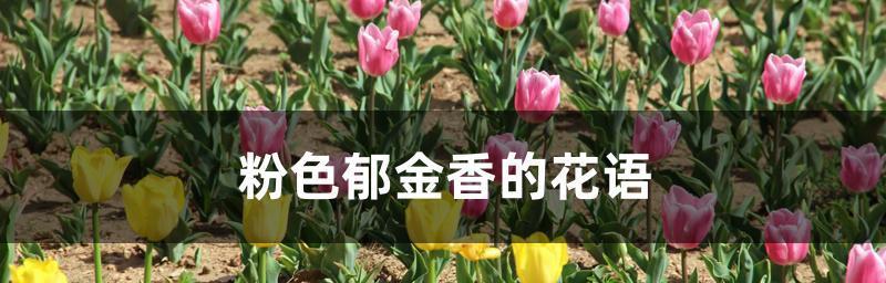 野生郁金香花语贞操（用野生郁金香传达贞操的力量与美丽）