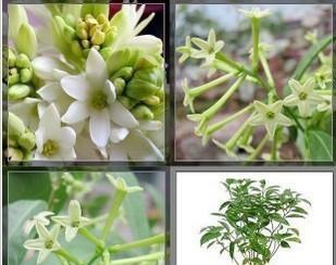 以夜来香的花语（美丽花朵背后的心灵呼唤）